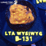 LTA Jack-O-Lantern Leptoseris