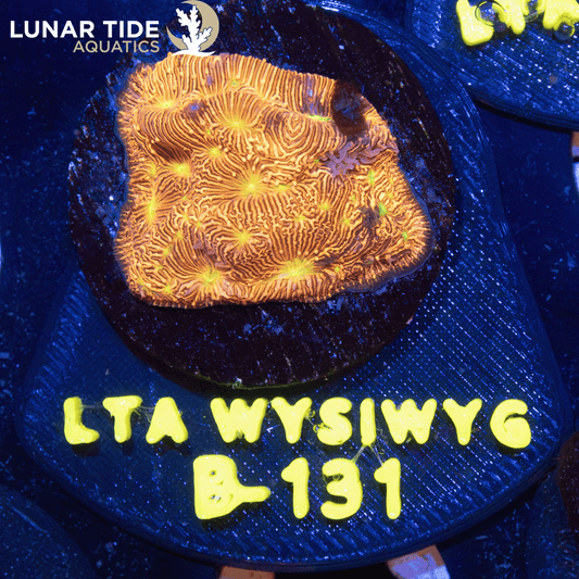 LTA Jack-O-Lantern Leptoseris