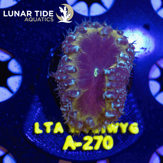 LTA Kings Golden Halo Balstomussa Wellsi