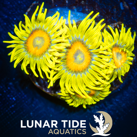 LTA Super Sunflower Zoanthids