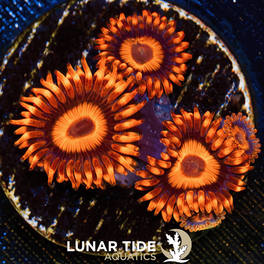LTA Orange Oxide Zoanthids