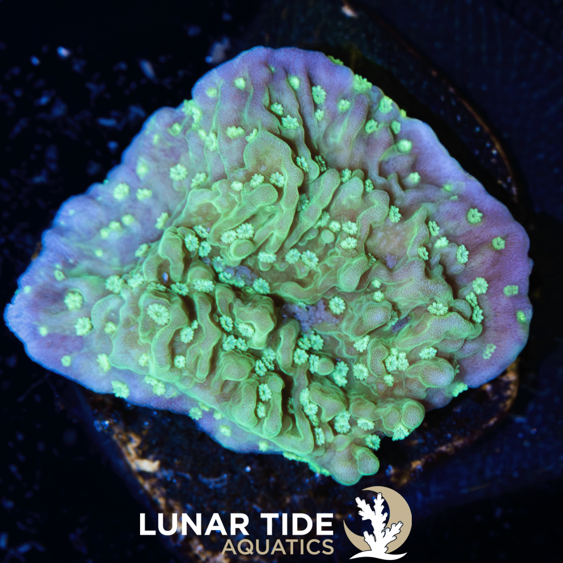 LTA OG Green Plating Montipora
