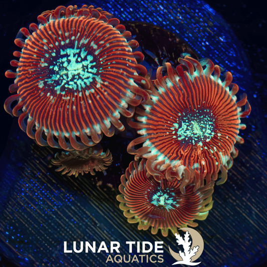 LTA Salted Agave Zoanthids