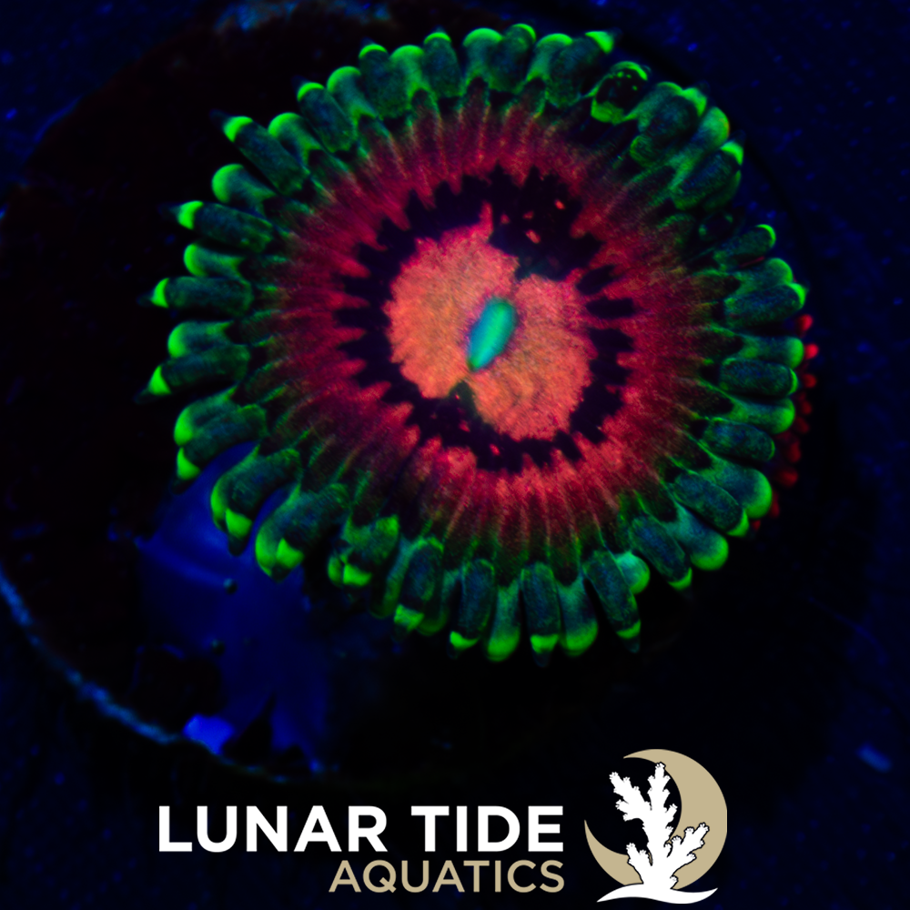 LTA Rainbow Incinerator