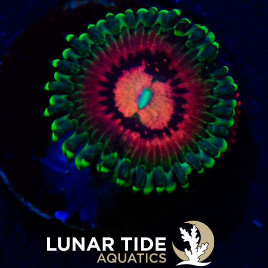 LTA Rainbow Incinerator