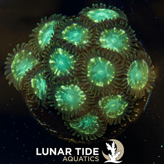 LTA Ion Pinwheel  Zoanthids