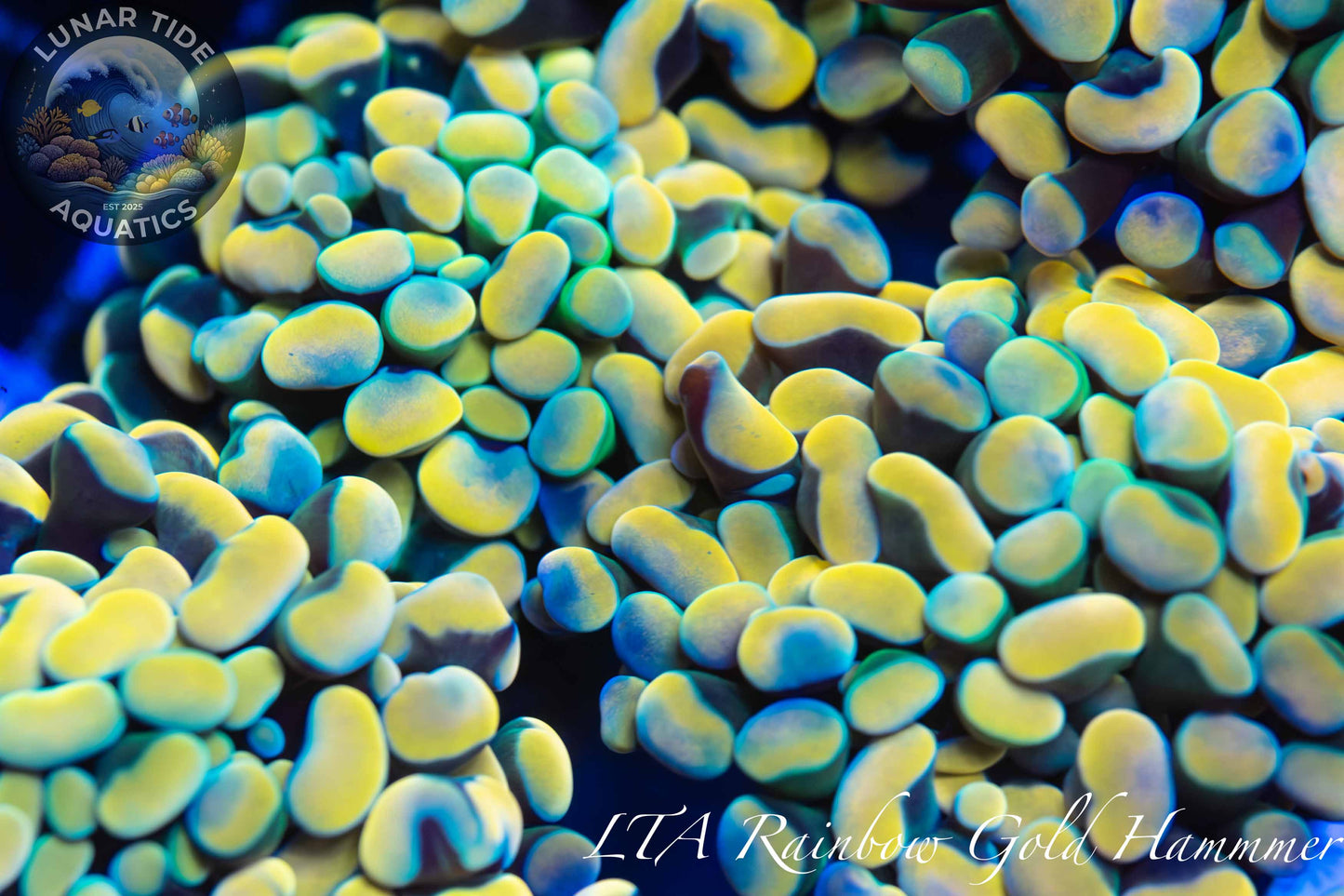 LTA Gold Rainbow Branching Hammer - ALMOST WYSIWYG