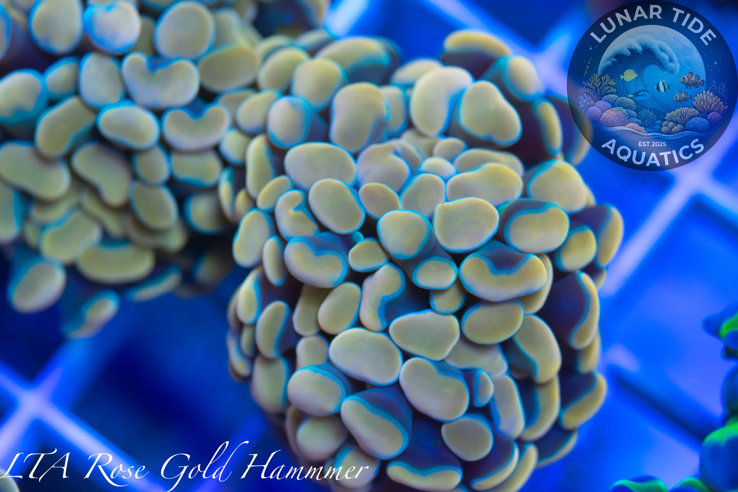 LTA Rose Gold Branching Hammer - ALMOST WYSIWYG