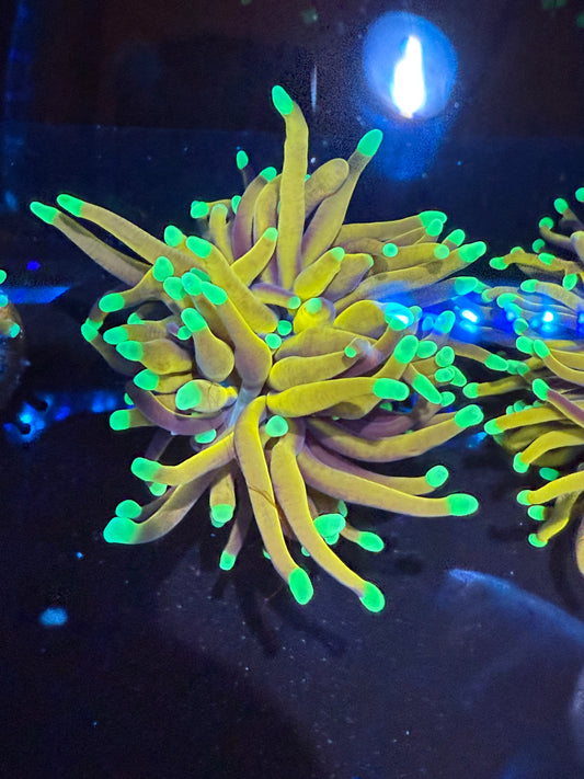 Gold Glow Torch coral frag – aquacultured gold Euphyllia with vivid golden tentacles, bright fluorescence, and long flowing movement for reef aquariums.