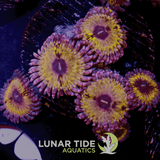 LT Purple Punch Zoanthids