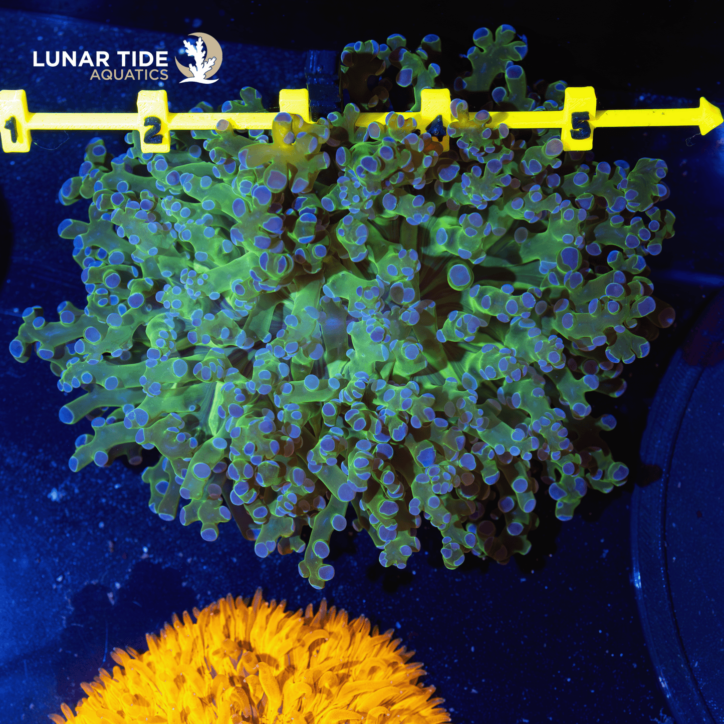 LTA Large Head Branching Frogspawn