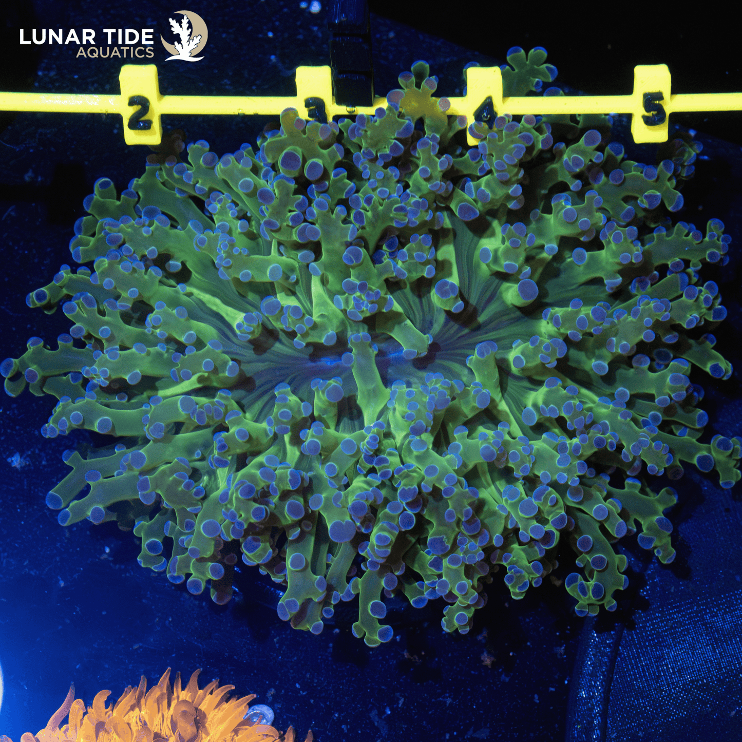LTA Large Head Branching Frogspawn