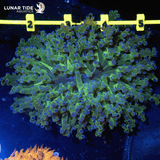 LTA Large Head Branching Frogspawn