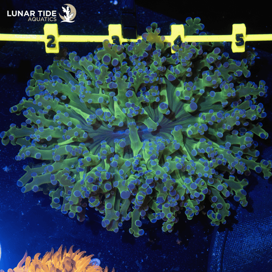 LTA Large Head Branching Frogspawn