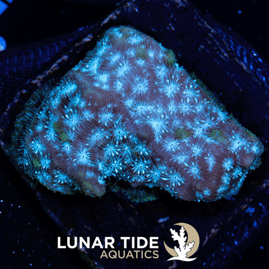 TSA Mr.Freeze Leptoseris