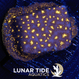 TSA Lava Field Leptoseris