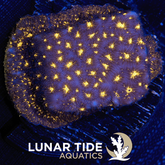 TSA Lava Field Leptoseris