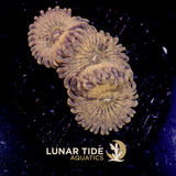LT Leprechaun Shart Zoanthids