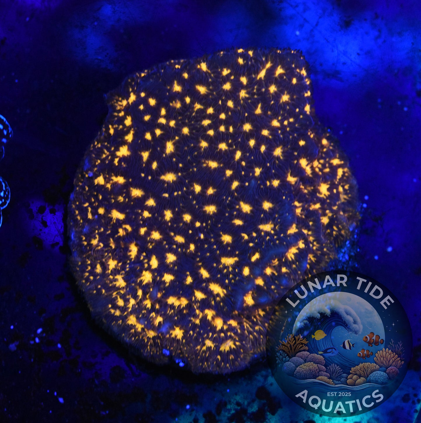 LTA - Lava Field Lepto