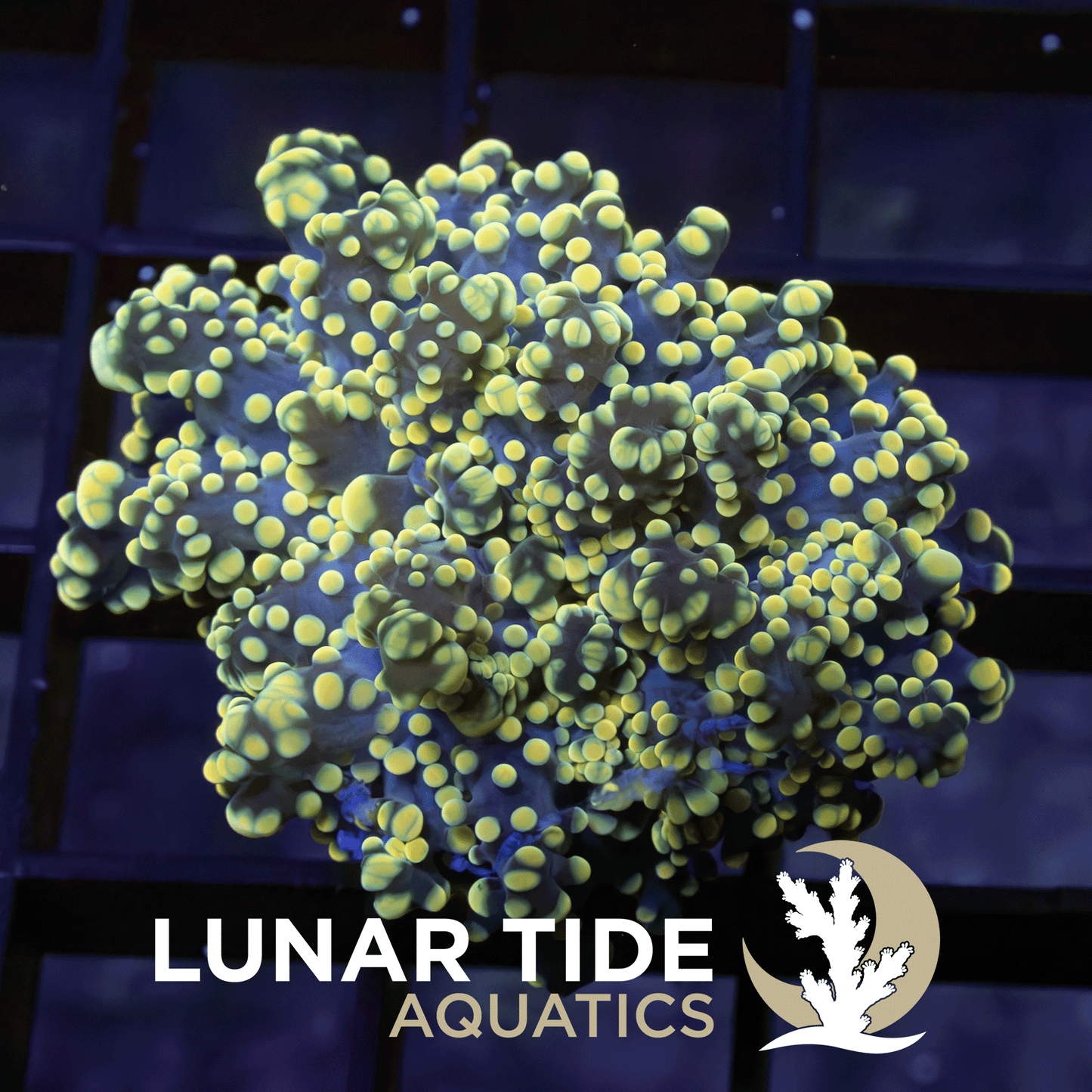 Lunar Lantern Octospawn coral