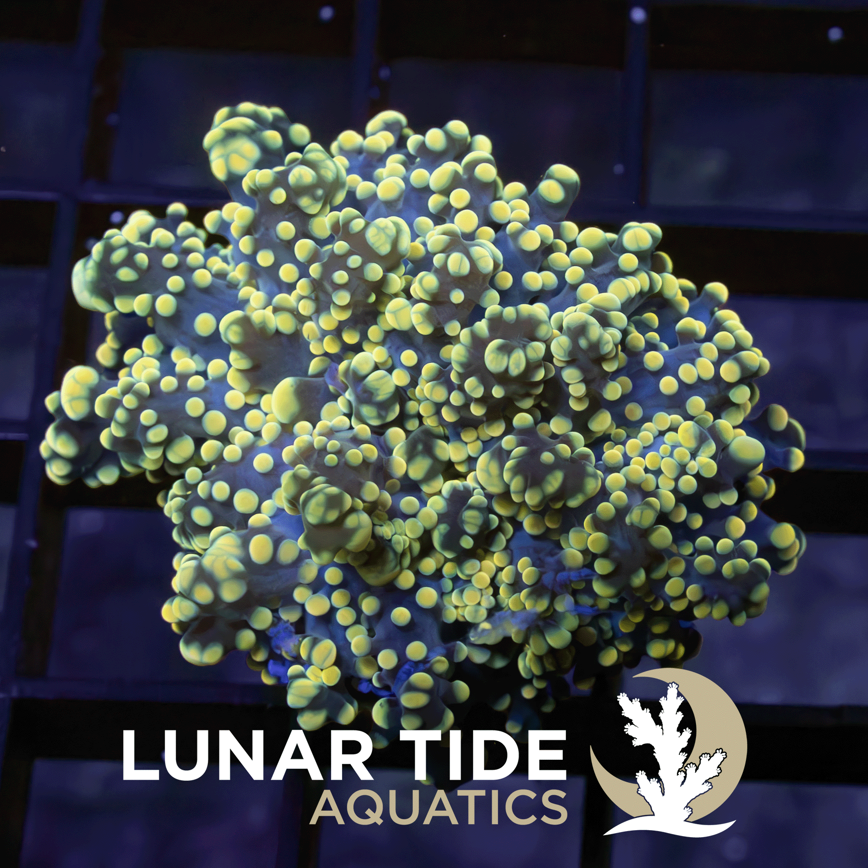 Lunar Lantern Octospawn coral