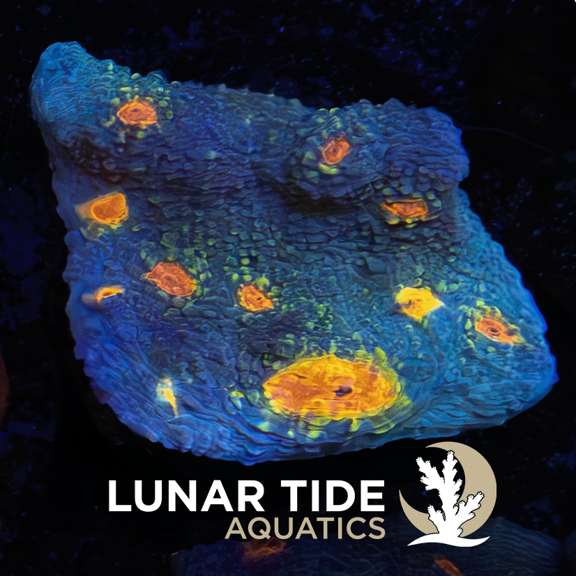 Miami Hurricane Chalice coral