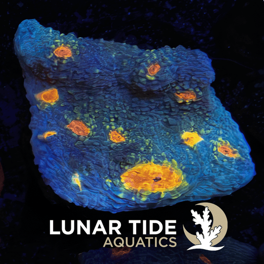 Miami Hurricane Chalice coral