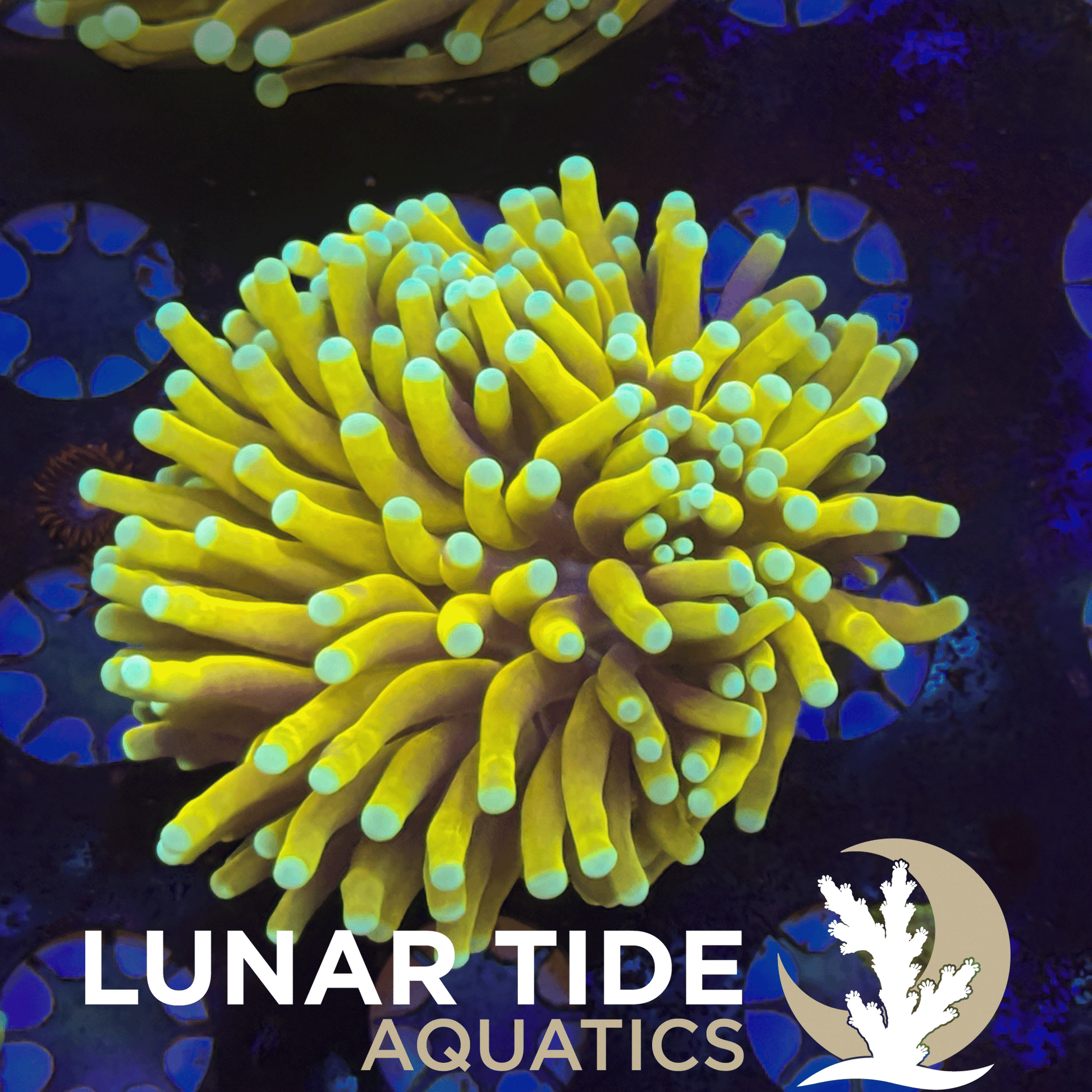 Malaysian Banana Torch coral