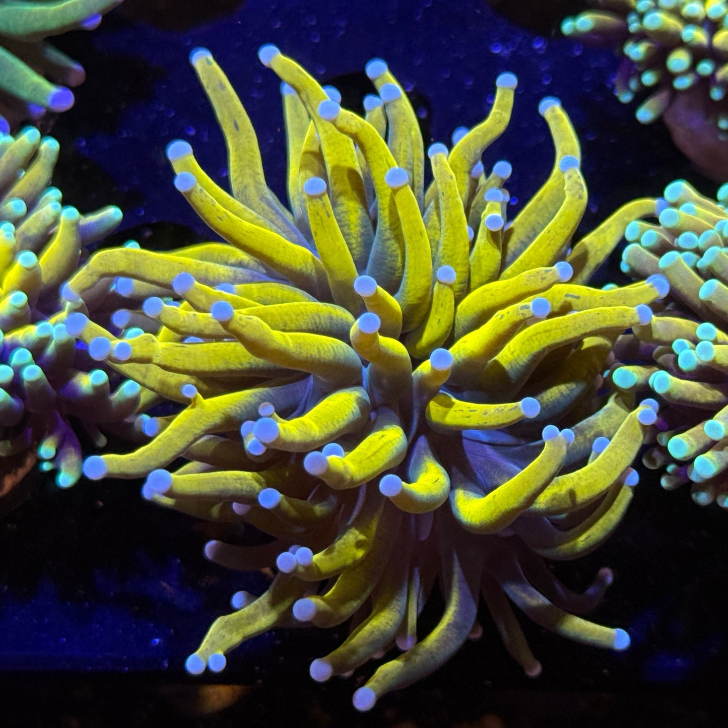 Malaysian Pot of Gold Torch Coral WYSIWYG