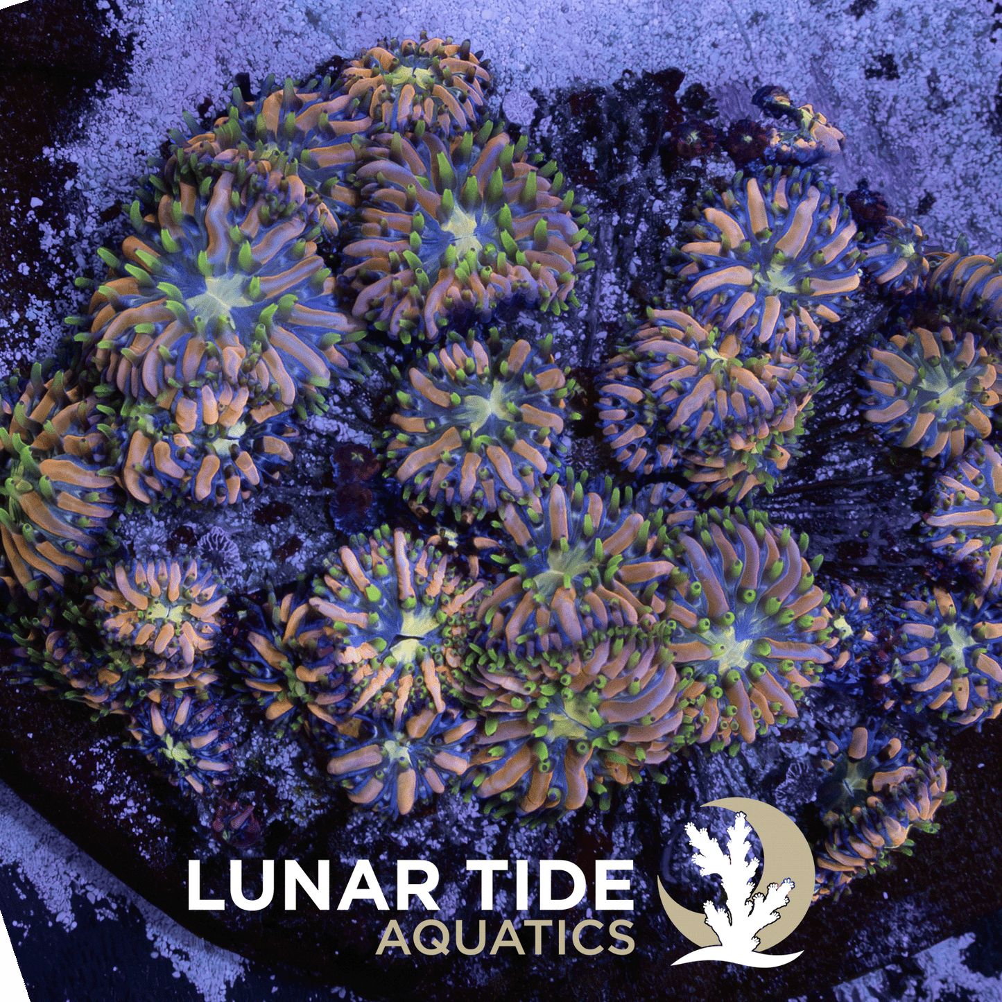 Moon Petal Plate Coral coral