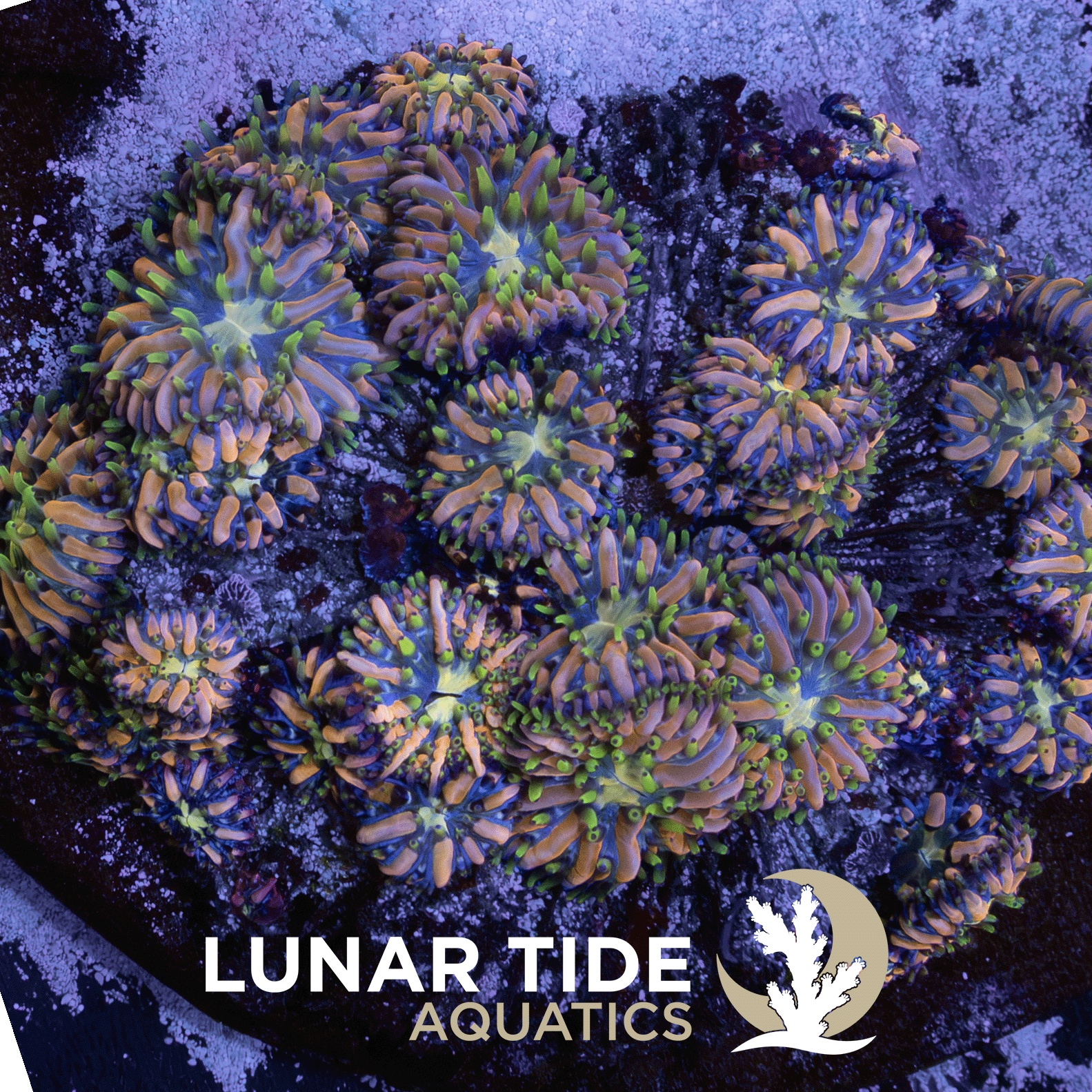 Moon Petal Plate Coral coral