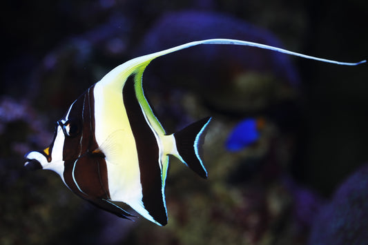 Moorish Idol (Zanclus cornutus)