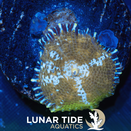LTA Neglecta Mushroom