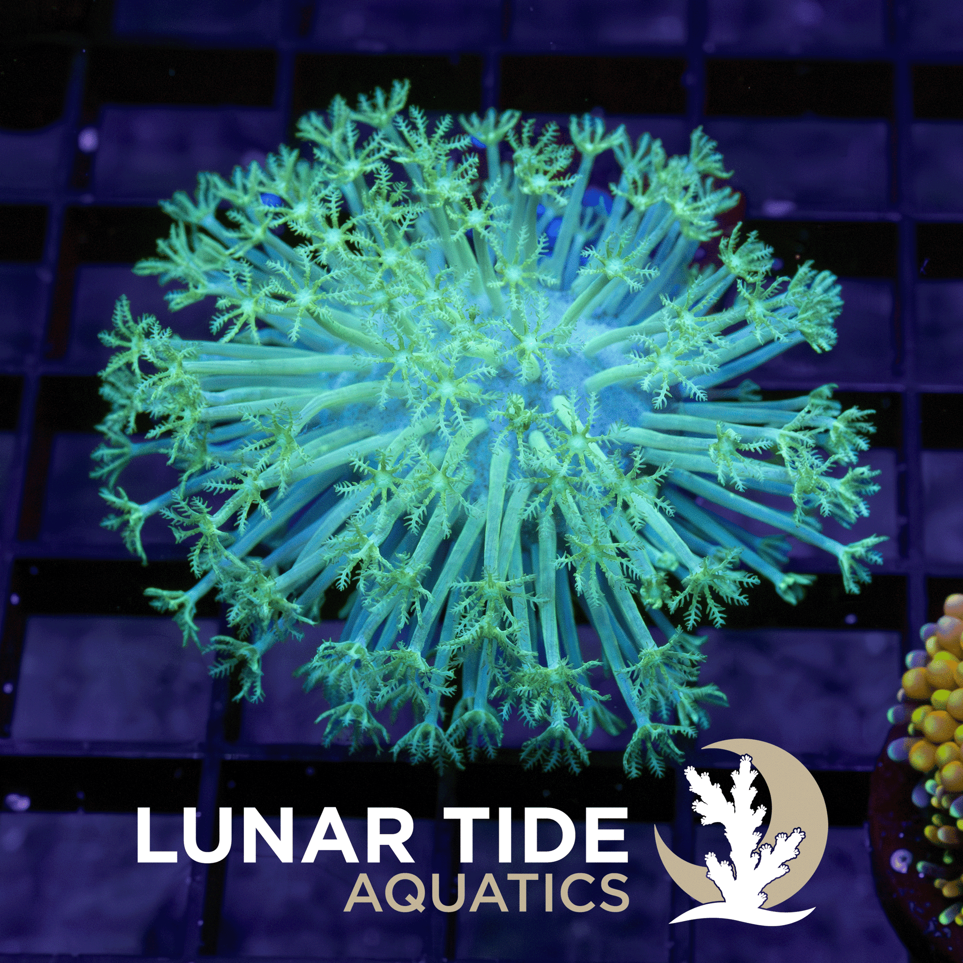 Radio-Active Toadstool coral