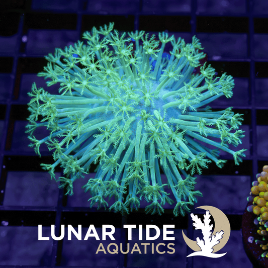 Radio-Active Toadstool coral