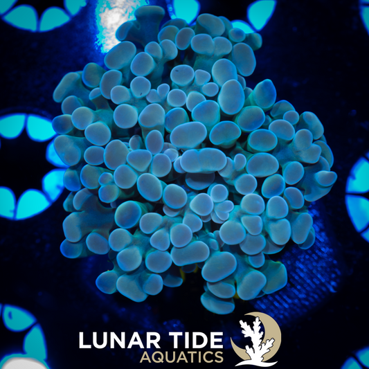 LTA Double Head Ocean Vibes Hammer