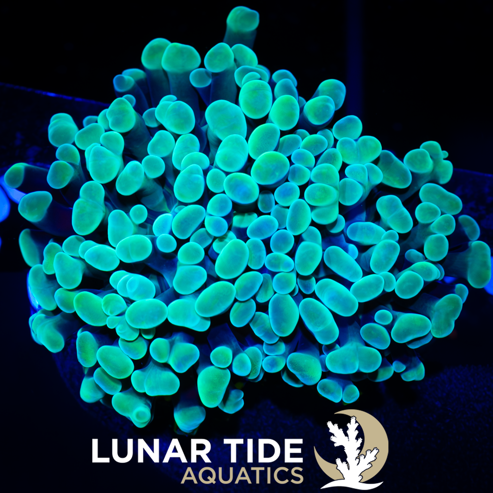 LTA Double Head Ocean Vibes Hammer
