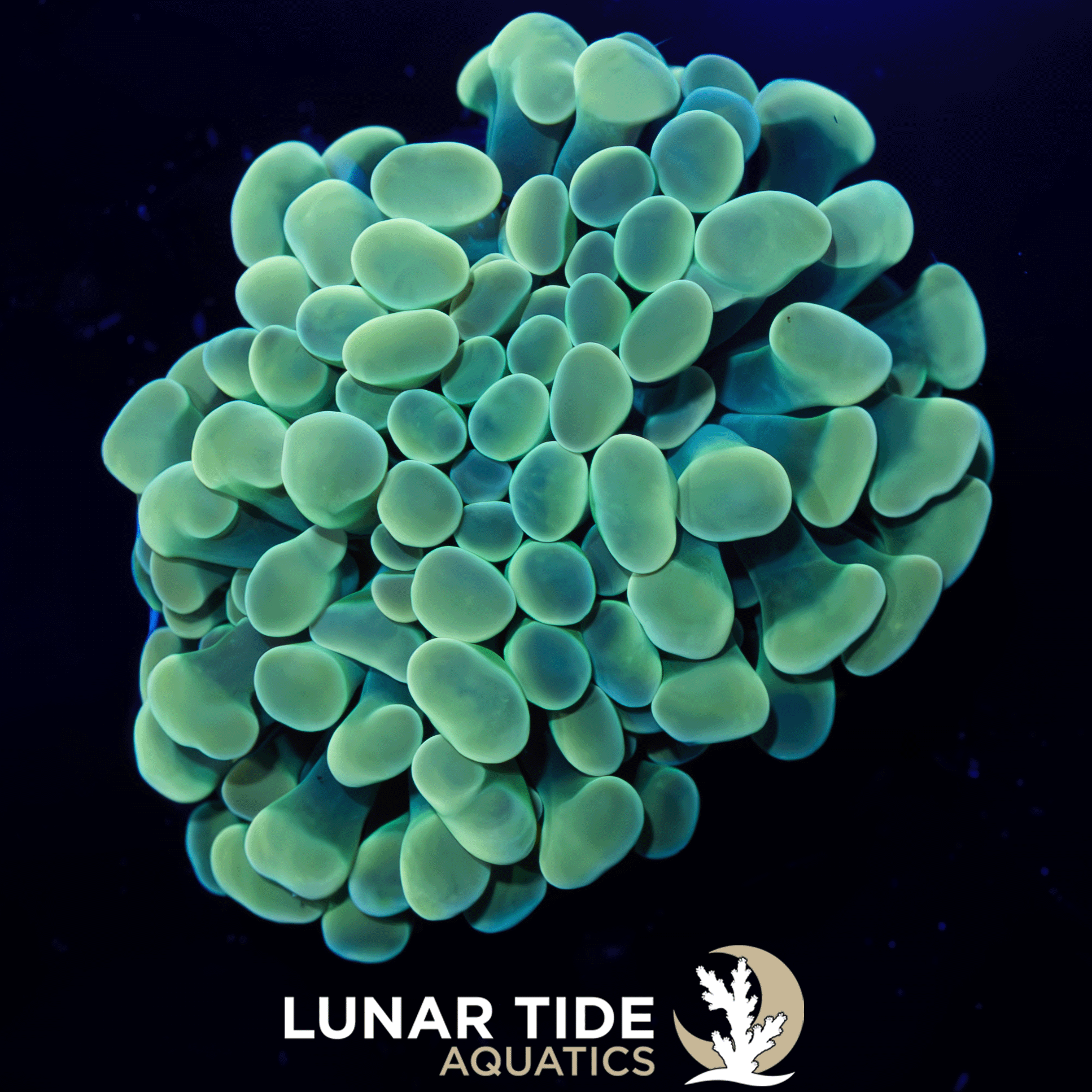 LTA Ocean Vibes Hammer
