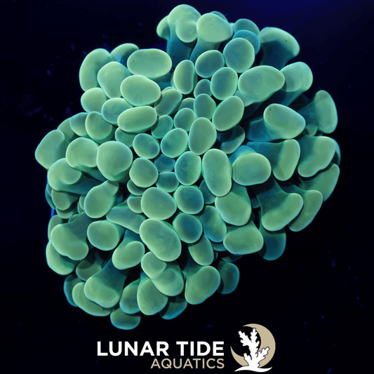 LTA Double Head Ocean Vibes Hammer