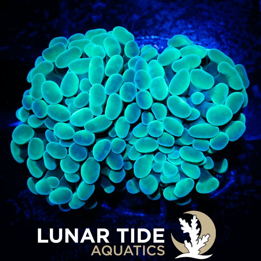 LTA Double Head Radio-Active green Hammer