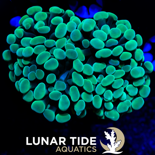 LTA Double Head Ocean Vibes Hammer