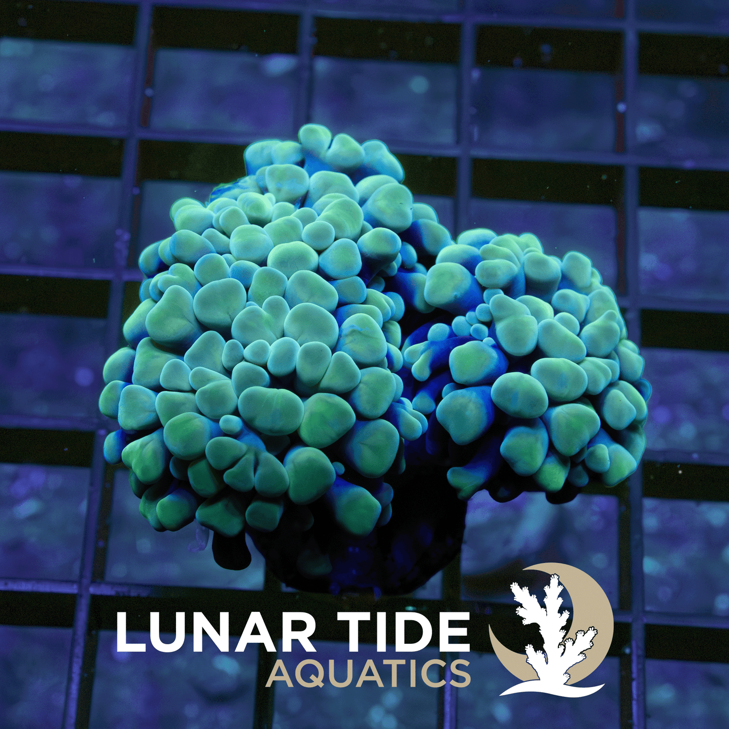 Ocean-Vibez Hammer (Triple Head) coral