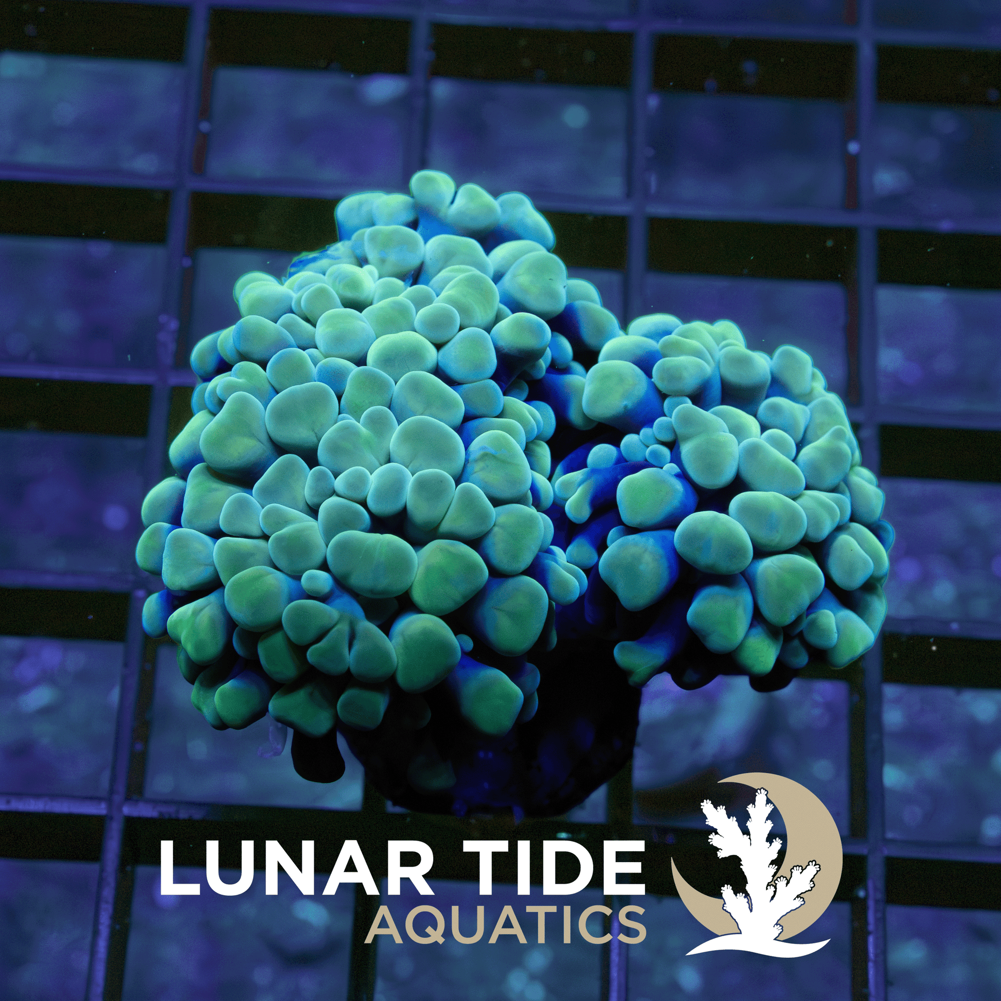 Ocean-Vibez Hammer (Triple Head) coral