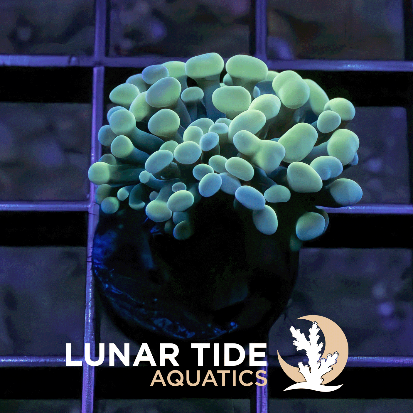 Ocean-Vibez Hammer coral