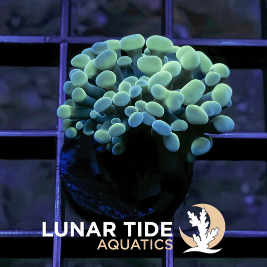 Ocean-Vibez Hammer coral