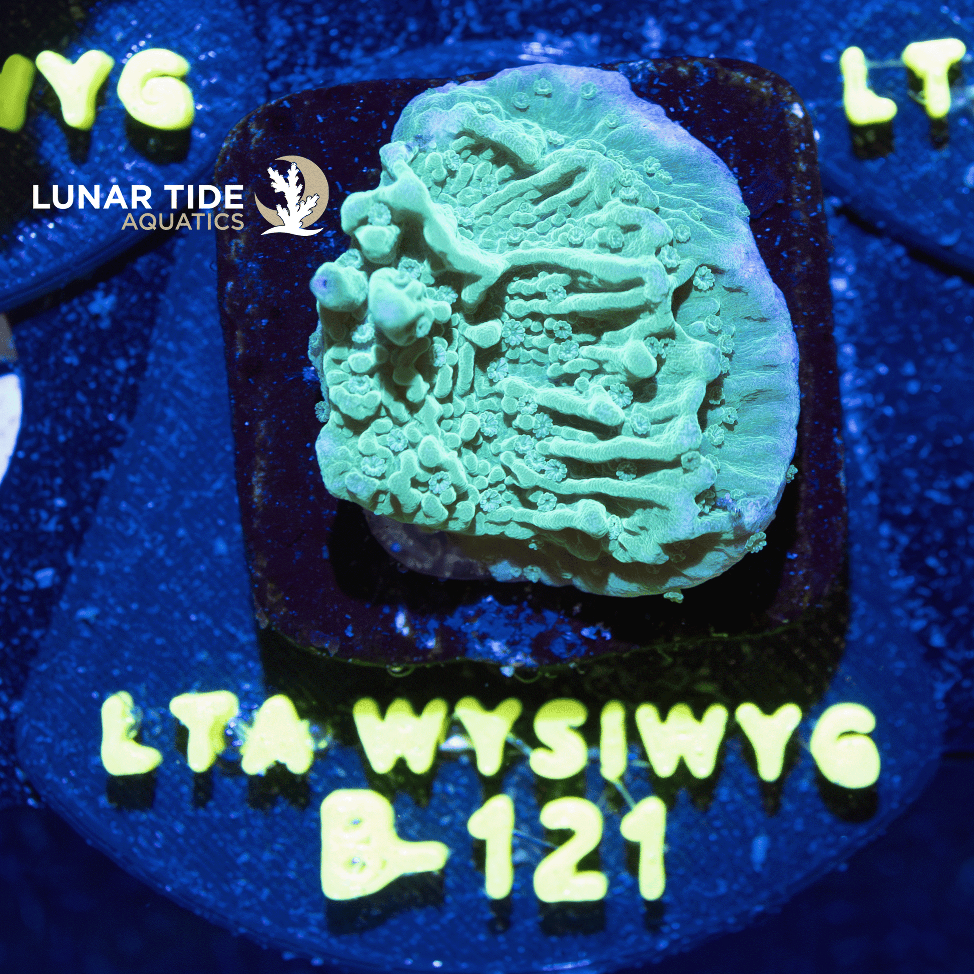 OG Green Plating Montipora