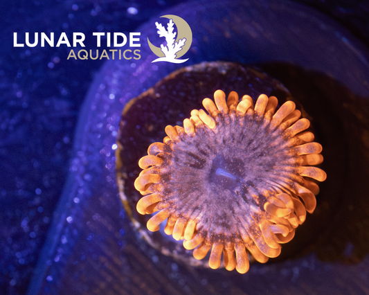 LTA Event Horizon Zoanthids