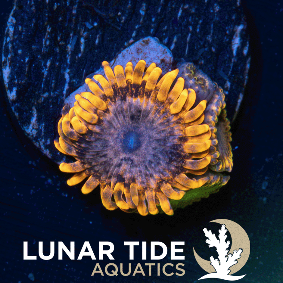 LTA Event Horizon Zoanthids