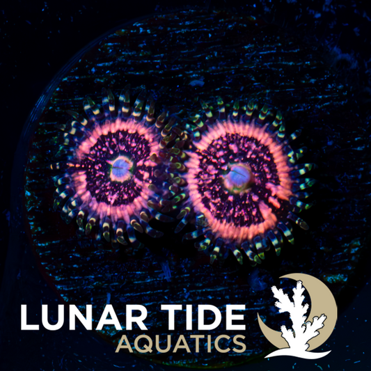 LTA Pink Zipper Zoanthids