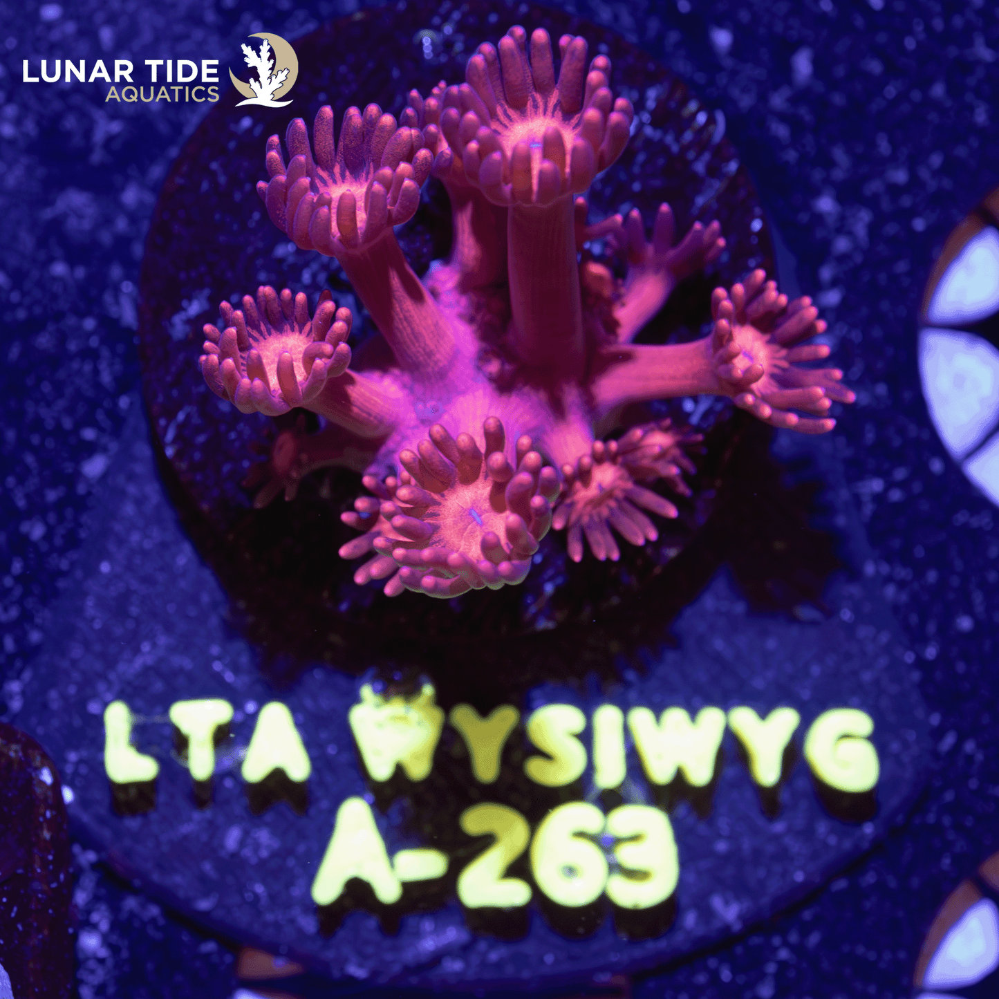 LTA Pretty in Pink Goniopora